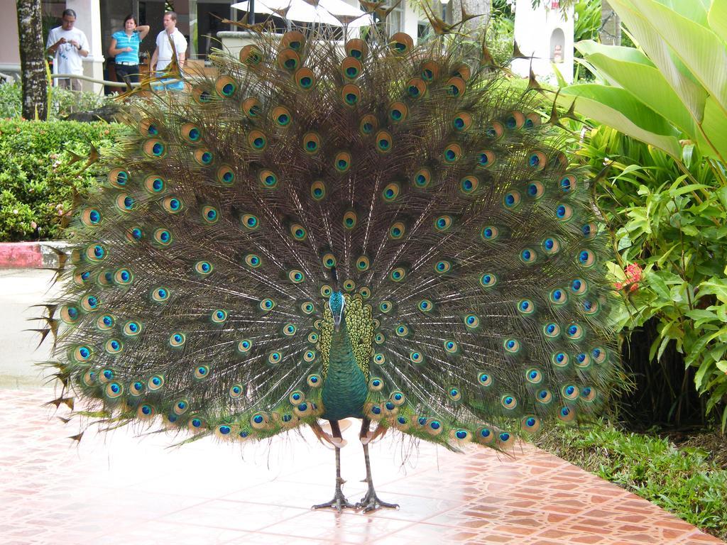 Chang Park Resort Koh Chang Esterno foto